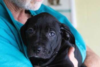 Pit Bull Terrier and Mixed Breed Dogs Available for Adoption in Kansas City, Missouri - RC Cola | PetCurious