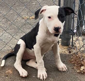 Mixed Breed Dogs Available for Adoption in Little Rock, Arkansas - Jen | PetCurious