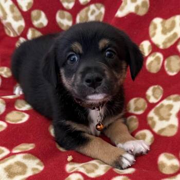 Lego Pup - Duplo -  Chihuahua and Terrier Dog for Adoption in San Diego, California - Lego Pup - Duplo | PetCurious