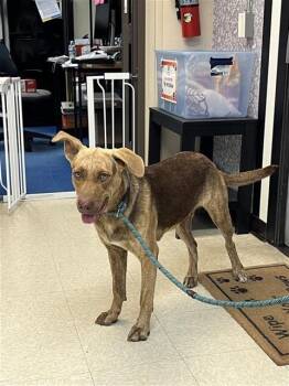 Rescue Chesapeake Bay Retriever and Dutch Shepherd Dogs for Adoption in Sugar Land, Texas - MARTHA | PetCurious