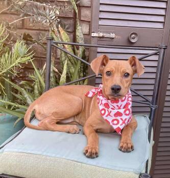 Rescue Beagle Dogs for Adoption in San Diego, California - Bella | PetCurious