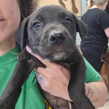 Crunchwrap - 051902U -  Labrador Retriever and Mixed Breed Dog for Adoption in Tupelo, Mississippi - Crunchwrap - 051902U | PetCurious