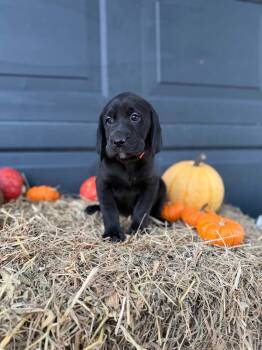 Wren -  Black And Tan Coonhound and Labrador Retriever Dog for Adoption in Dysart, Iowa - Wren | PetCurious