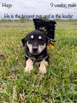 Black Labrador Retriever and German Shepherd Dog Dogs Available for Adoption in Paramus, New Jersey - Hugo | PetCurious