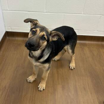 German Shepherd Dog and Labrador Retriever Dogs Available for Adoption in Beaumont, Texas - Ramona | PetCurious