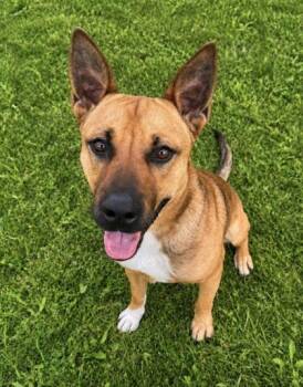 Mixed Breed Dogs Available for Adoption in Kansas City, Missouri - Wiley | PetCurious