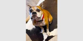 Chuy III -  Boxer Dog for Adoption in Hewitt, Texas - Chuy III | PetCurious