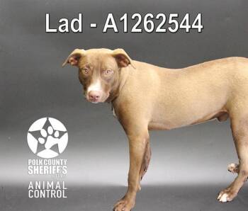 Labrador Retriever Dogs Available for Adoption in Winter Haven, Florida - A1262544 | PetCurious