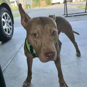 Roan -  Pit Bull Terrier Dog for Adoption in Columbia, South Carolina - Roan | PetCurious