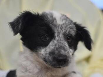 Lena -  Australian Cattle Dog Blue Heeler Dog for Adoption in Portland, Oregon - Lena | PetCurious