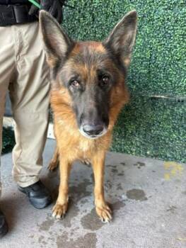 61638067 -  German Shepherd Dog and Mixed Breed Dog for Adoption in El Paso, Texas - 61638067 | PetCurious