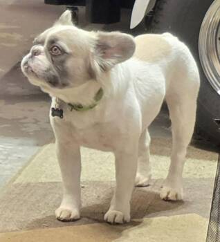 French Bulldog Dogs Available for Adoption - Milo | PetCurious