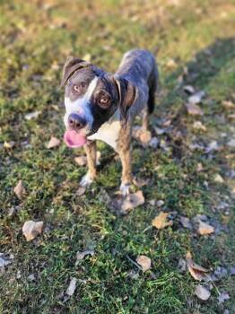 Rescue Pit Bull Terrier and Mixed Breed Dogs for Adoption in St. Peters, Missouri - KRUEGER | PetCurious