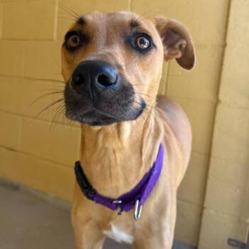 Scooby -  Black Mouth Cur and Mixed Breed Dog for Adoption in West Palm Beach, Florida - Scooby | PetCurious
