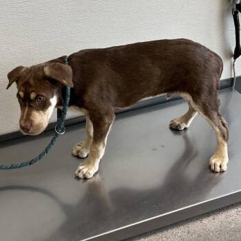 Gus Gus -  Mixed Breed Dog for Adoption in Las Cruces, New Mexico - Gus Gus | PetCurious