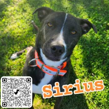 Sirius -  Border Collie and Labrador Retriever Dog for Adoption - Sirius | PetCurious