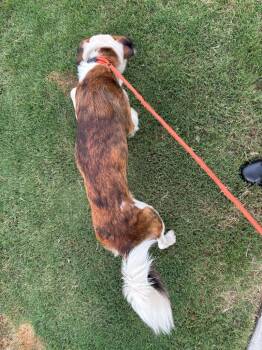 Chimichanga -  Mixed Breed Dog for Adoption in Douglasville, Georgia - Chimichanga | PetCurious