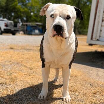 Sopapilla Cheesecake D46484 -  American Bulldog and Mixed Breed Dog for Adoption in Corsicana, Texas - Sopapilla Cheesecake D46484 | PetCurious