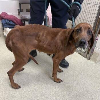 Hound Dogs Available for Adoption - Nutter Butter | PetCurious