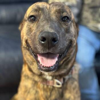 Pit Bull Terrier and Mixed Breed Dogs Available for Adoption - Nova | PetCurious