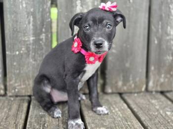 Delilah (Dx10) -  Affenpinscher Dog Available for Adoption in Hartsville, South Carolina - Delilah (Dx10) | PetCurious