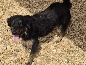 Australian Kelpie and Mixed Breed Dogs Available for Adoption in Albuquerque, New Mexico - CARLA | PetCurious