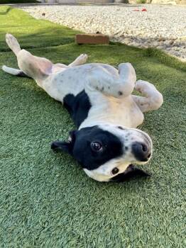 Rescue Mixed Breed Dogs for Adoption in Poughkeepsie, New York - Bessie | PetCurious