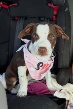 Jeni -  Border Collie Dog for Adoption in Deltona, Florida - Jeni | PetCurious