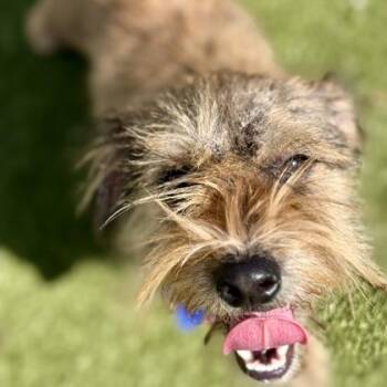 Terrier and Mixed Breed Dogs Available for Adoption in Largo, Florida - Patsy | PetCurious