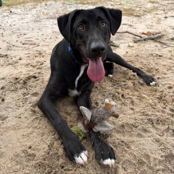 Lee -  Mixed Breed Dog for Adoption in New York, New York - Lee | PetCurious