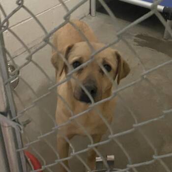 Dewey - 010503U -  Labrador Retriever and Mixed Breed Dog for Adoption in Tupelo, Mississippi - Dewey - 010503U | PetCurious