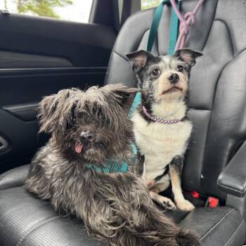 Tucker and Nico -  Yorkshire Terrier Dog for Adoption in Fort Pierce, Florida - Tucker And Nico | PetCurious