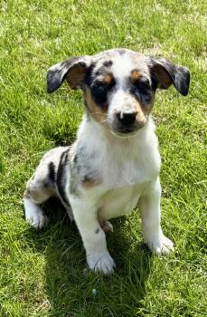 Australian Shepherd and Rat Terrier Dogs Available for Adoption in New Baltimore, Michigan - Milo  | PetCurious