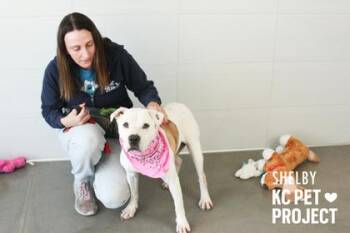 Pit Bull Terrier and Mixed Breed Dogs Available for Adoption in Kansas City, Missouri - Shelby | PetCurious