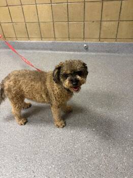 Bear -  Bernese Mountain Dog and Poodle Dog for Adoption in Greenfield, Indiana - Bear | PetCurious