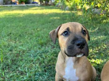 Rescue Terrier and Black Mouth Cur Dogs for Adoption in Valley Park, Oklahoma - Robert | PetCurious