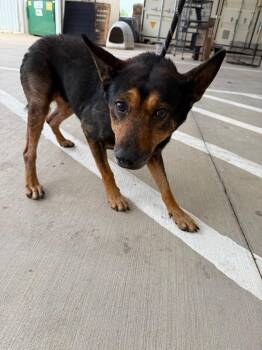 Mama -  German Shepherd Dog and Mixed Breed Dog Available for Adoption in Belton, Texas - Mama | PetCurious