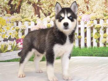 DENALI -  Siberian Husky and Mixed Breed Dog Available for Adoption in Oroville, California - DENALI | PetCurious
