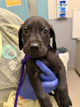 FEASTABLES -  Great Dane and Golden Retriever Dog for Adoption in Las Vegas, Nevada - FEASTABLES | PetCurious