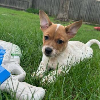 Cardigan Welsh Corgi and Chihuahua Dogs Available for Adoption in Shorewood, Illinois - River | PetCurious