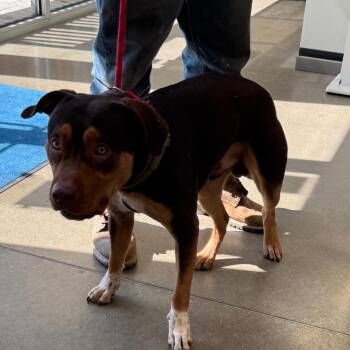 Mixed Breed Dogs Available for Adoption in York, Pennsylvania - YORK-Stray-15754 | PetCurious
