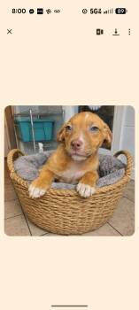 Labrador Retriever Dogs Available for Adoption - CADBURY  | PetCurious