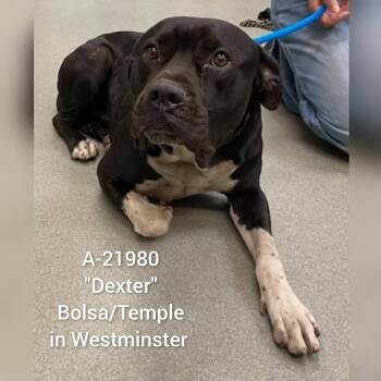 Dexter -  Pit Bull Terrier Dog for Adoption in Westminster, California - Dexter | PetCurious