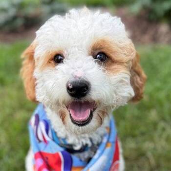 Teddy -  Poodle and Cavalier King Charles Spaniel Dog for Adoption in Arlington, Virginia - Teddy | PetCurious