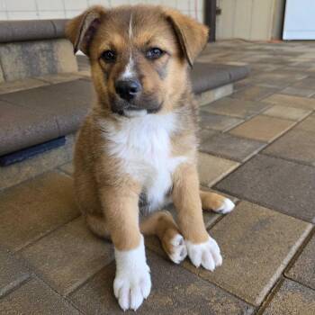 Kanga -  Cattle Dog and Mixed Breed Dog for Adoption in Riverside, California - Kanga | PetCurious