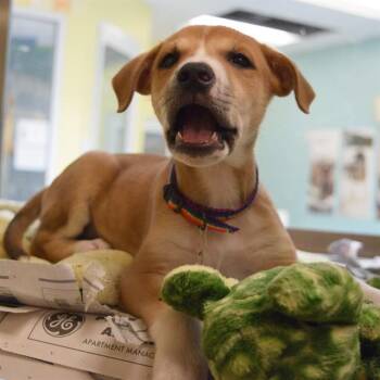 DUKE -  Labrador Retriever and Mixed Breed Dog for Adoption in St. Louis, Missouri - DUKE | PetCurious