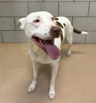 Ciao Bella -  Mixed Breed Dog for Adoption in Nashville, Tennessee - Ciao Bella | PetCurious