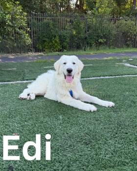 Rescue Great Pyrenees Dogs for Adoption in Fredericksburg, Virginia - Edi | PetCurious