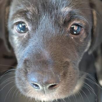 Mixed Breed Dogs Available for Adoption - Parsnip | PetCurious