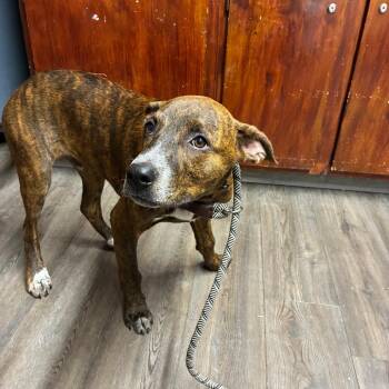 Finn -  Pit Bull Terrier Dog for Adoption - Finn | PetCurious